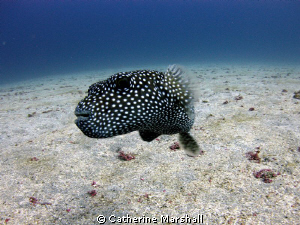 Curious pufferfish! I wonder if it could see its reflecti... by Catherine Marshall 